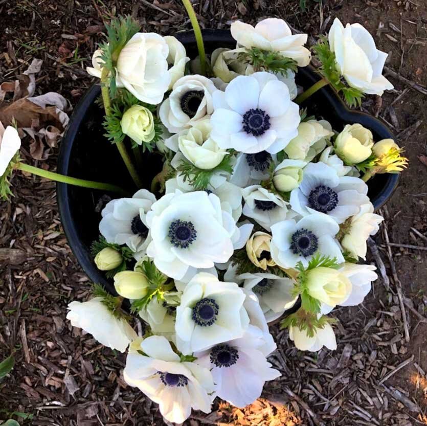 fresh flowers from Farm + Flour, Cloverdale's local food soure