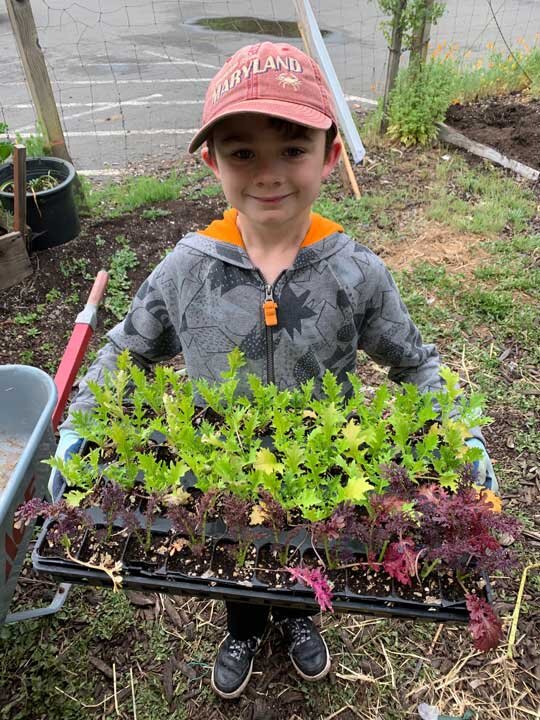 a young volunteer with lettuce starts