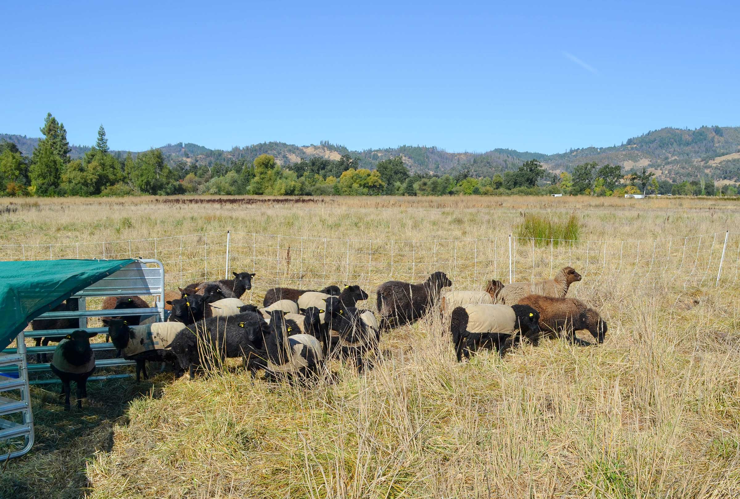 Collections Highlights – Sheep Shears – Rancho Los Cerritos Historic Site