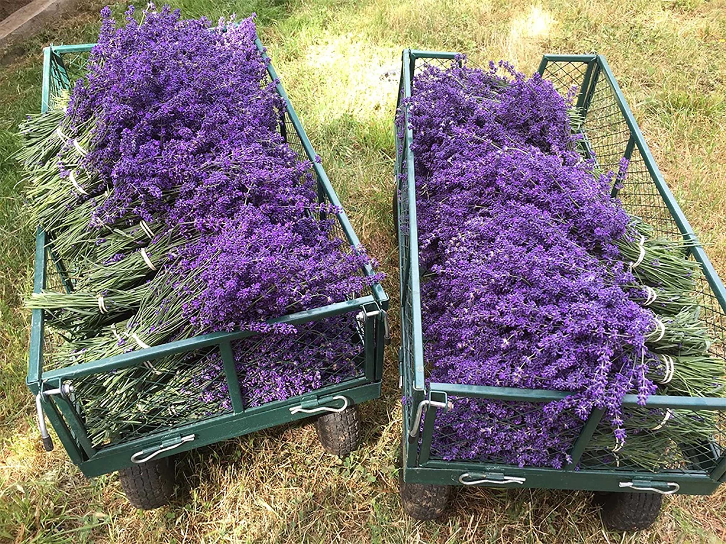 Lavender wagons carry bundles from the field to the barn