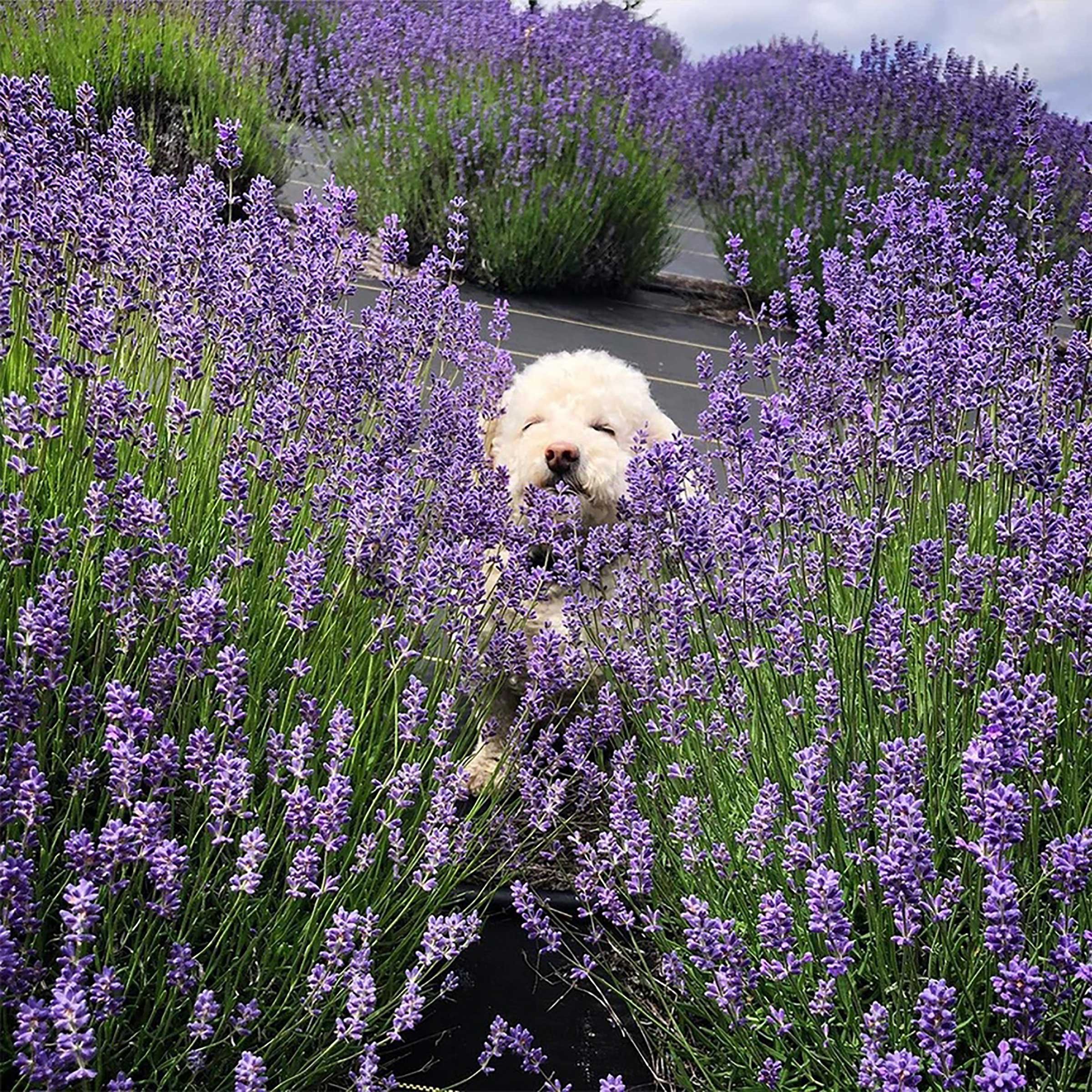 Farm dog Sophia in the lavender