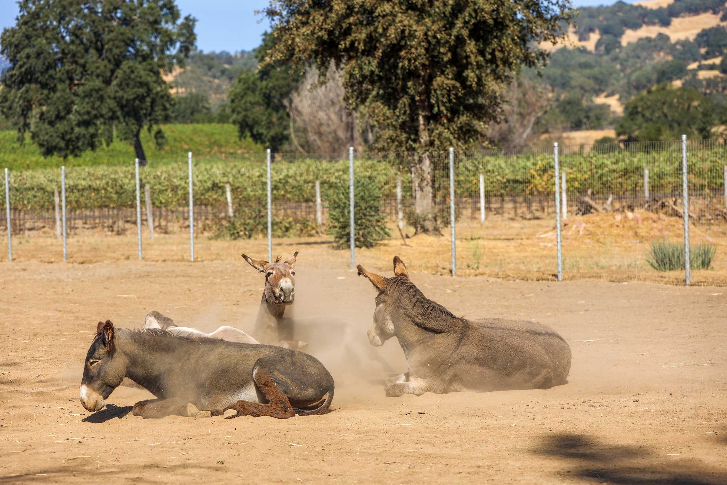 Donkeys enjoying a dust bath