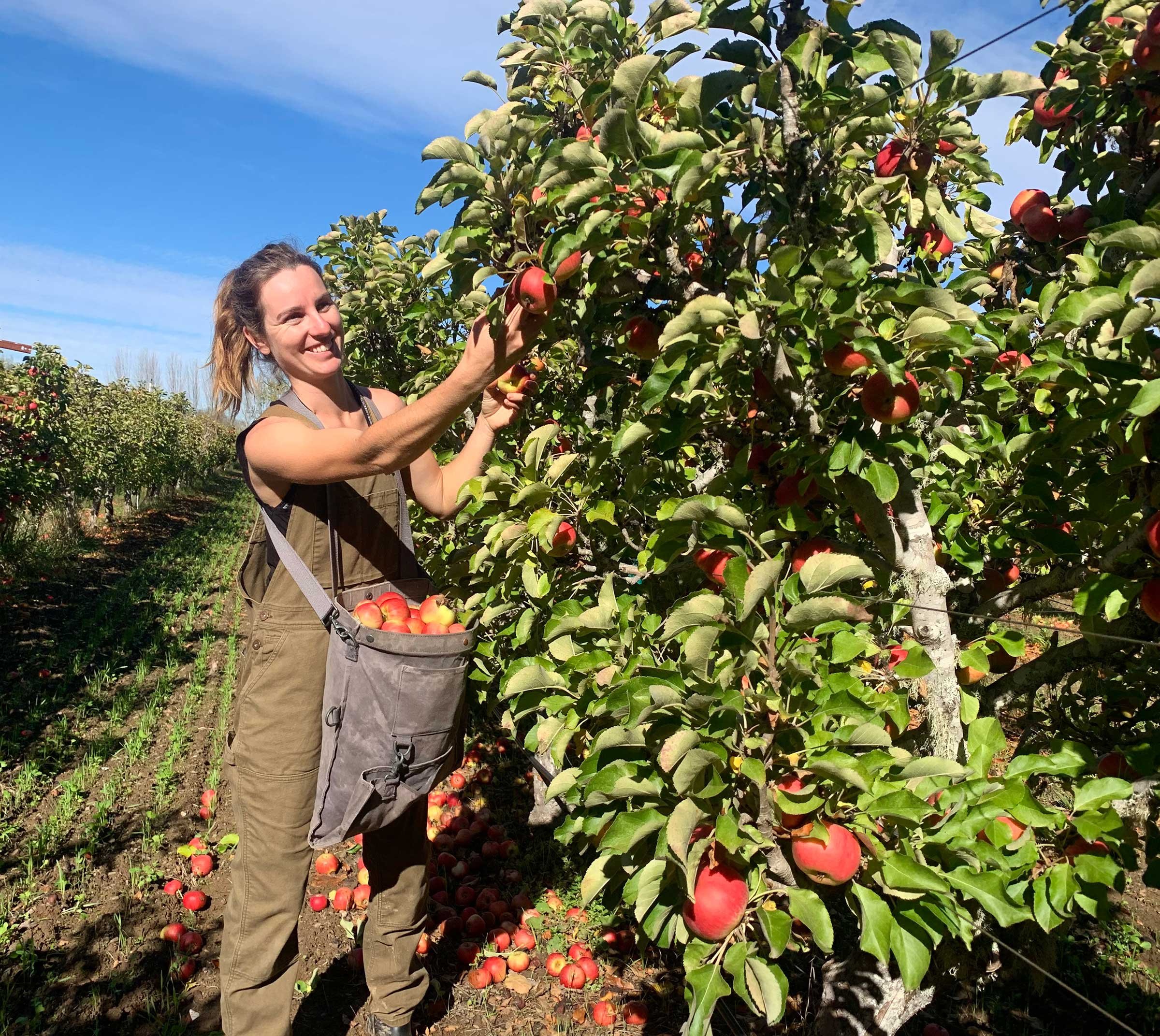 Annie harvesting apples