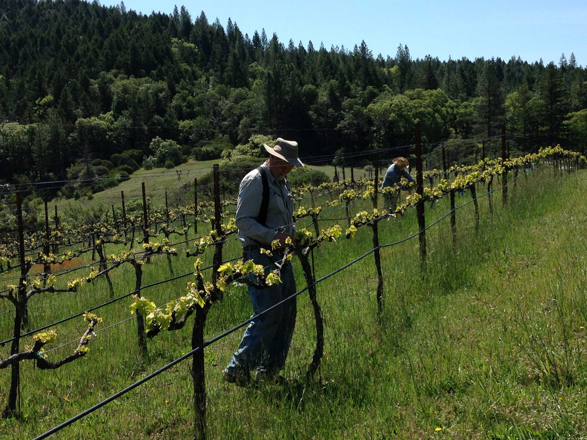 John (foreground) working in the vineyard at Redtail Ranch