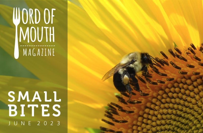 Small Bites June 2023 from Word of Mouth magazine -- image of a bee in the heart of a sunflower