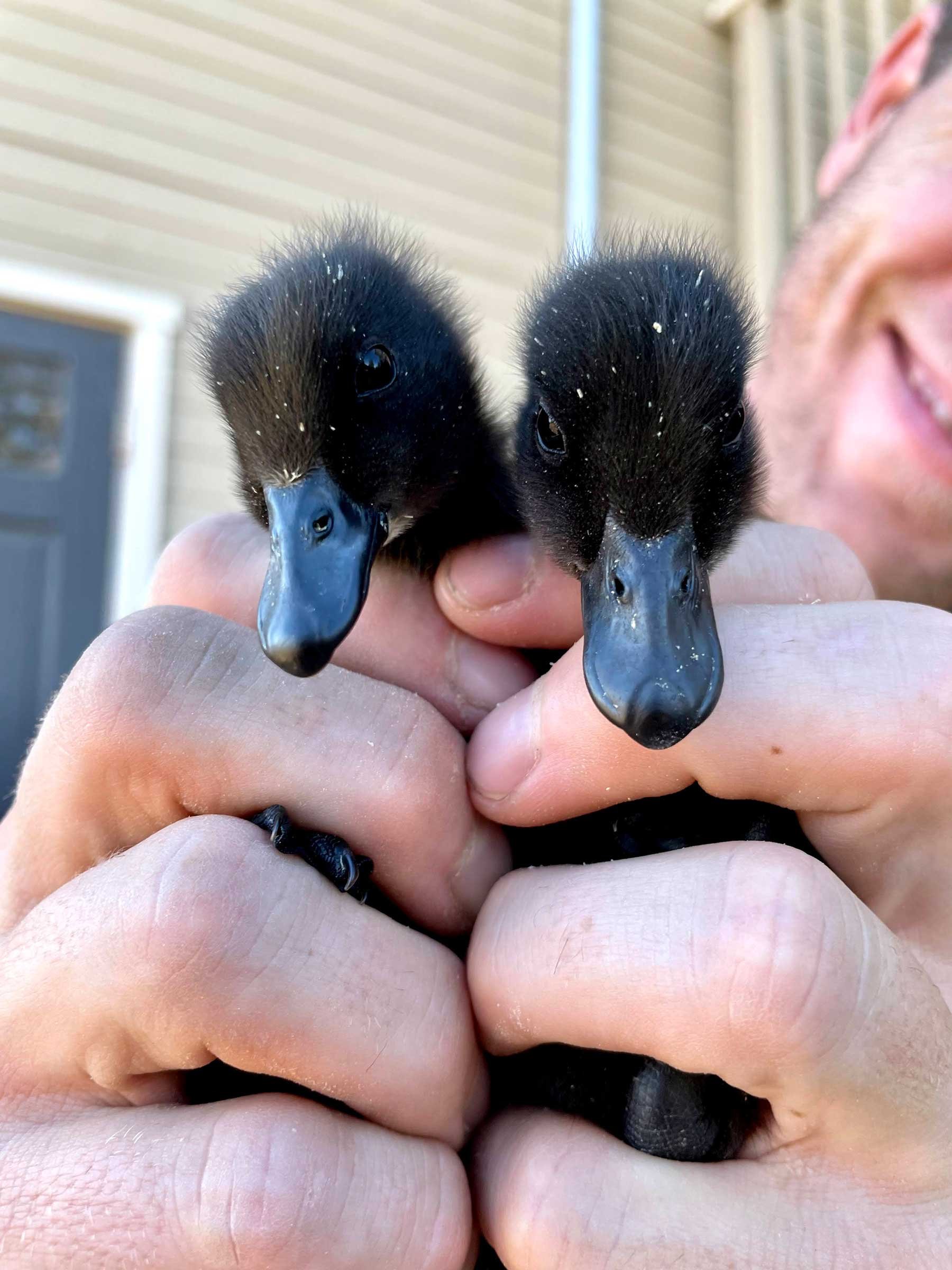 You guys! Baby ducks!!