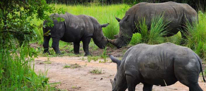 5-days-murchison-falls-and-queen-elizabeth-national-park-safari-rhino-tracking-ziwa-rhino-sanctuary.jpg