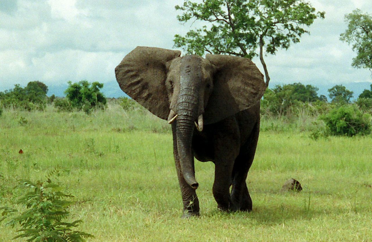 1280px-African_Bush_Elephant_Mikumi.jpg