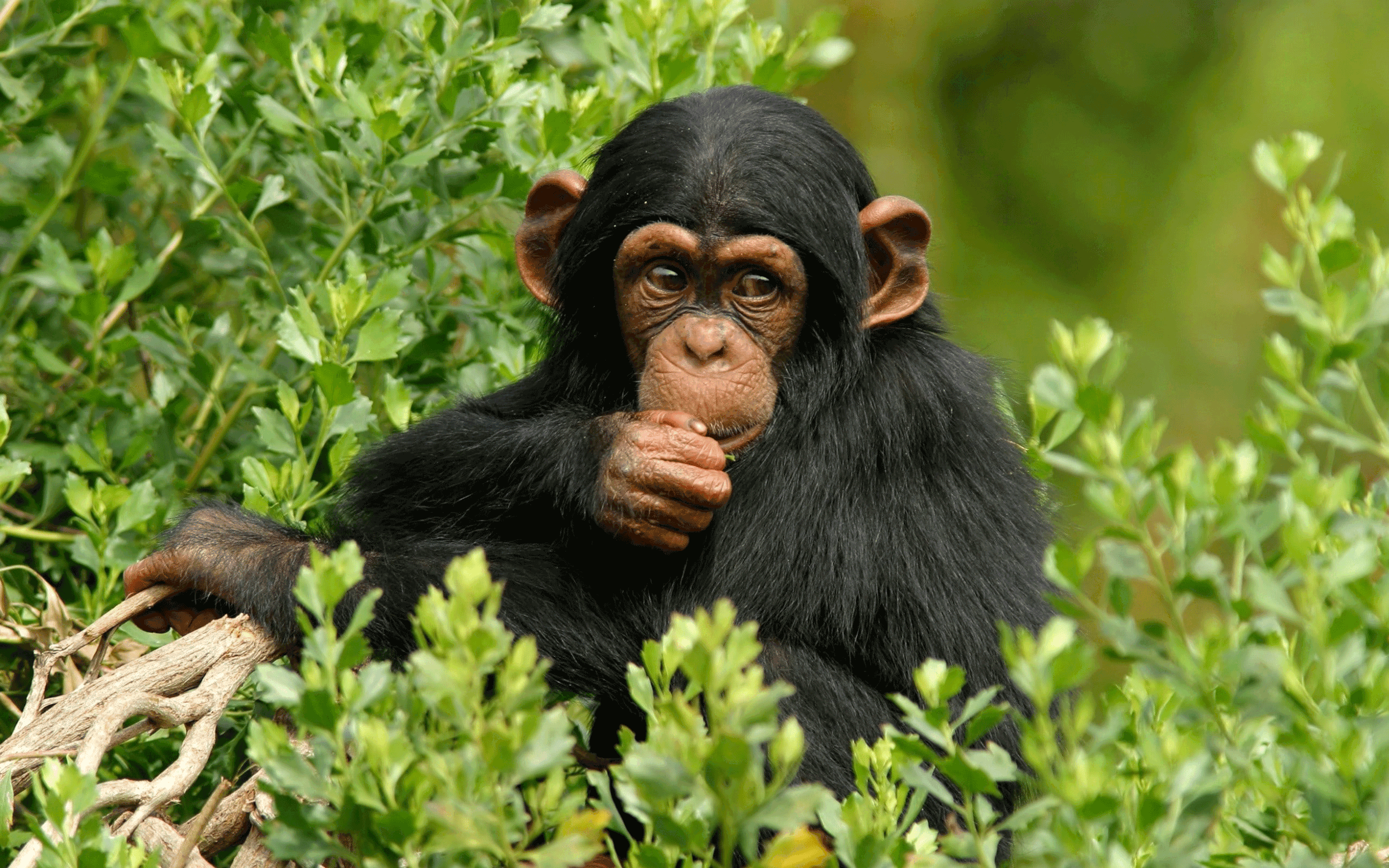 3-days-Ngamba-island-Uganda-Safari-holiday-tours.gif