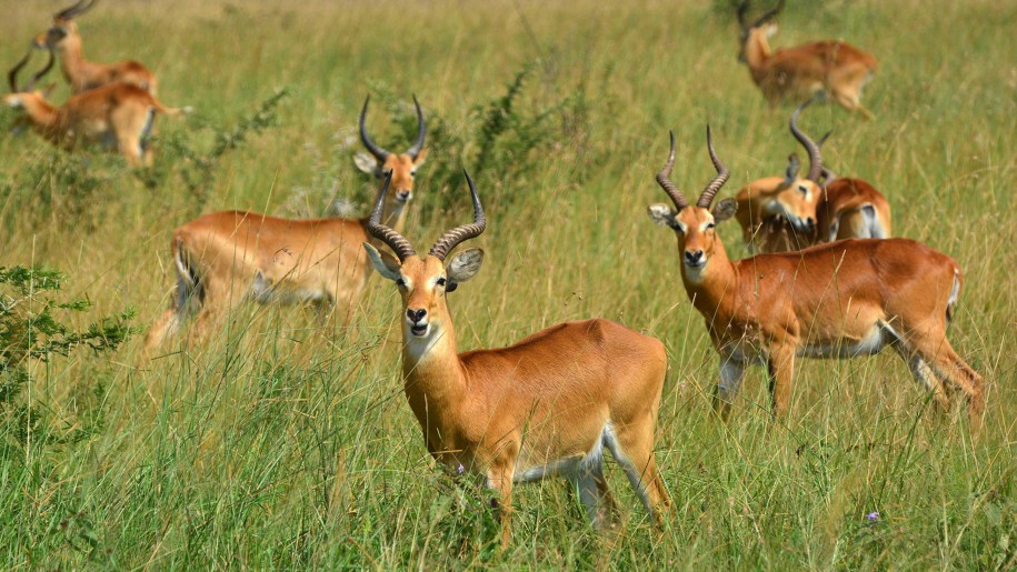 Antelope-reedbuck-in-the-Murchison-Falls-national-park-Uganda-Reedbuck-is-the-common-name-for-the-genus-African-antelopes-Redunca-915x515.jpg