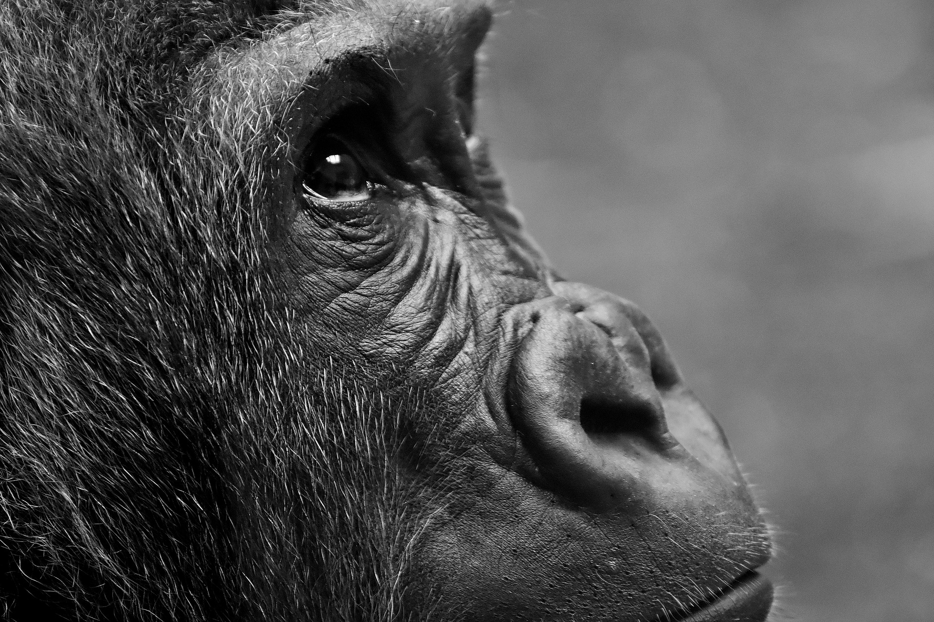 gorilla-2876068_1920-1.jpg