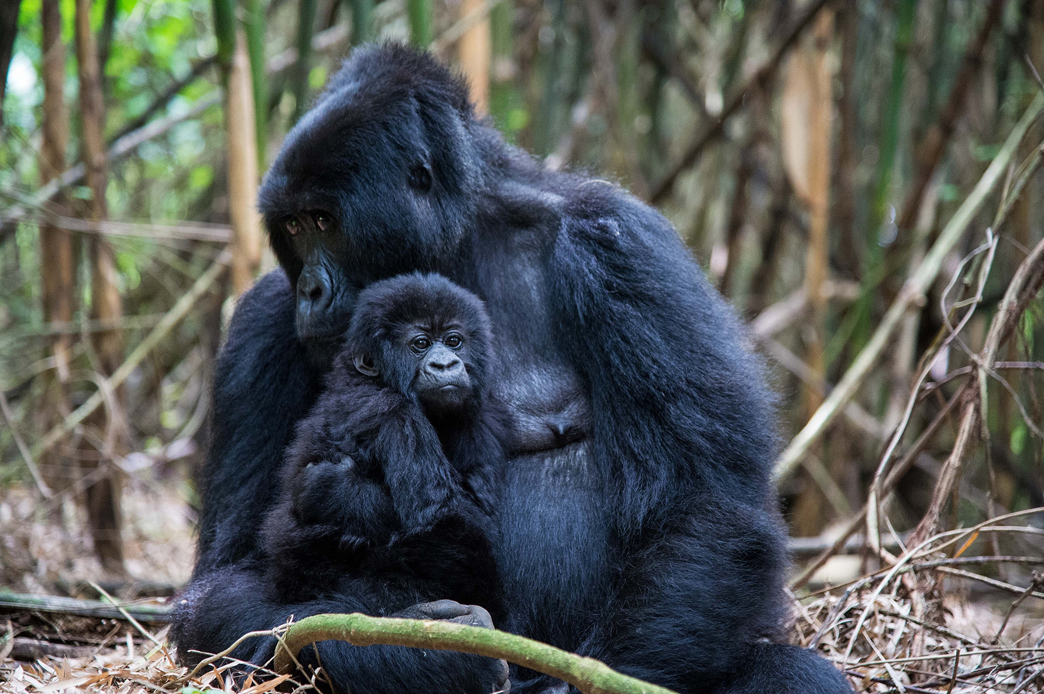 Gorilla-Photography-10.jpg