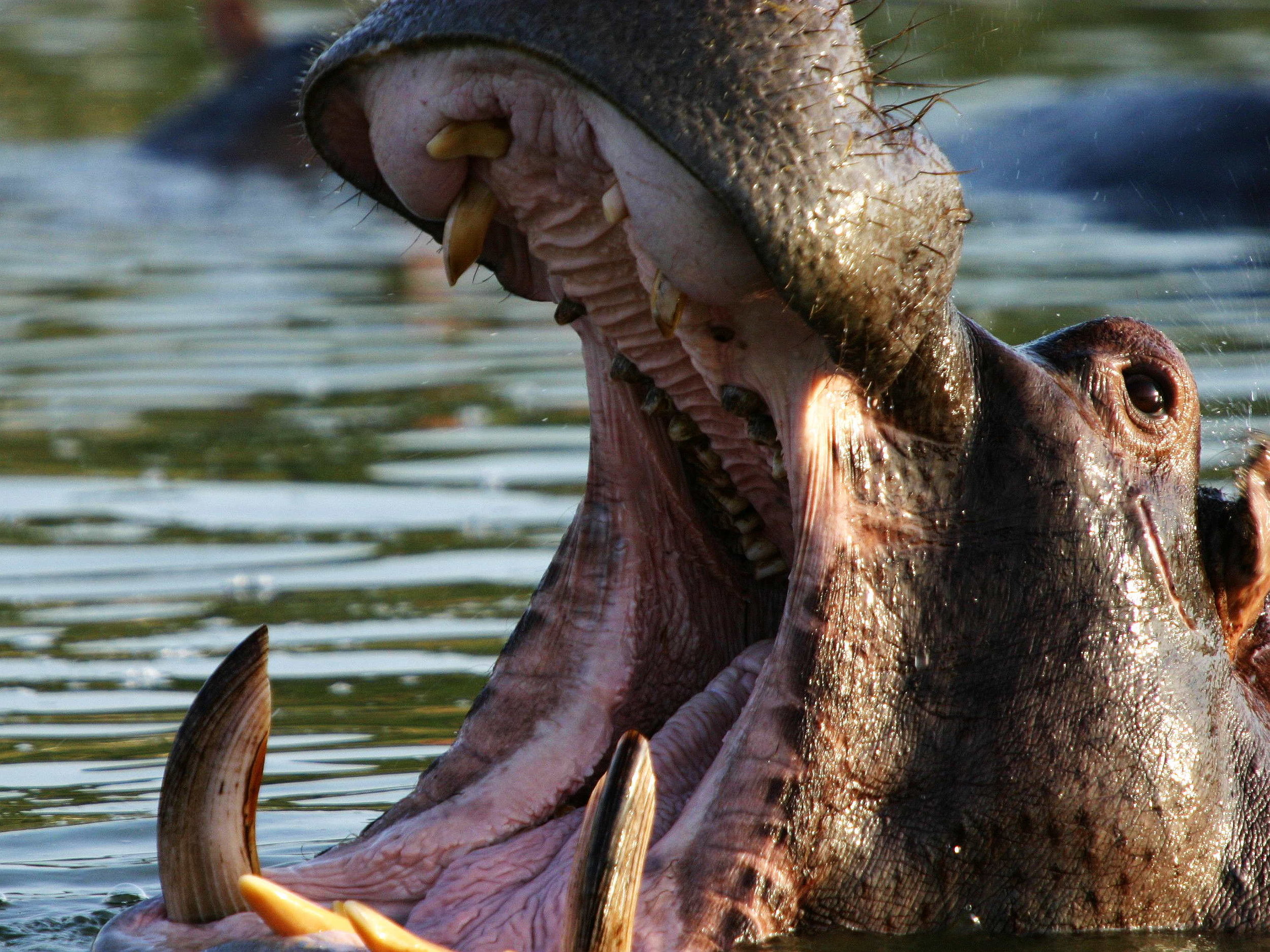 hippopotamus-male.jpg