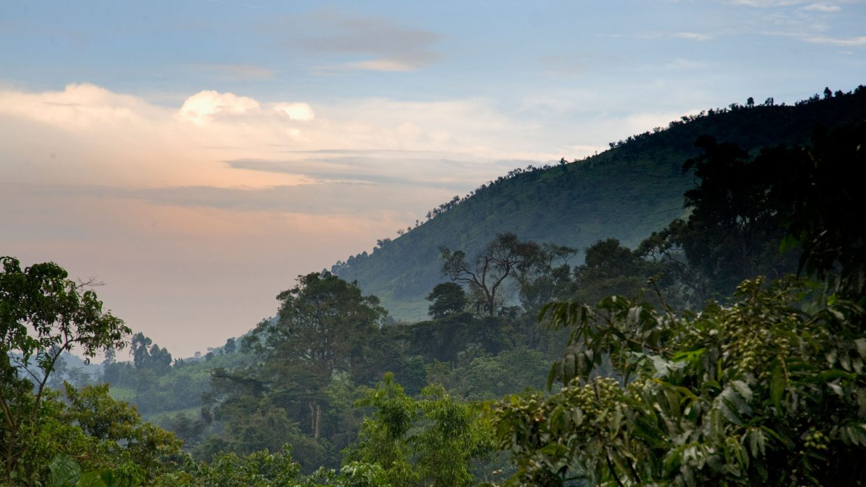 In-search-of-Bwindi’s-birds-and-waterfalls-1240x698.jpg