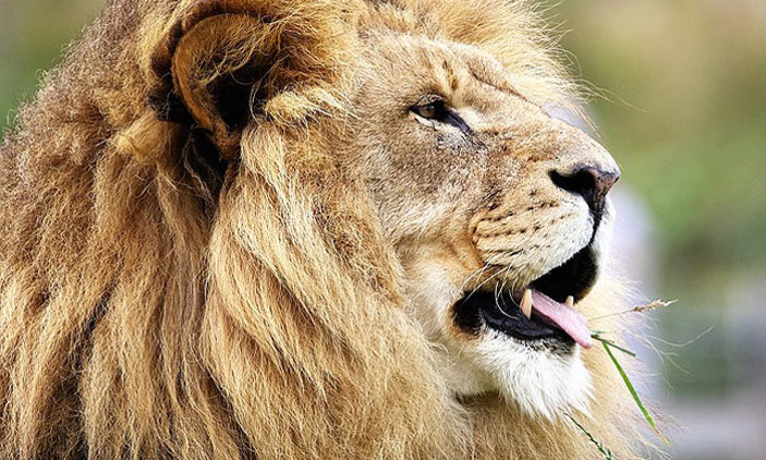 lion-703x422.jpg