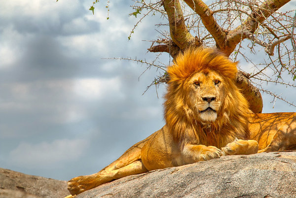 male-lion-sitting-on-rock-Serengeti-national-park.jpg