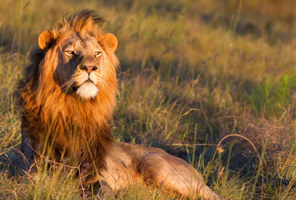 Lion-Uganda_TS_102413.jpg