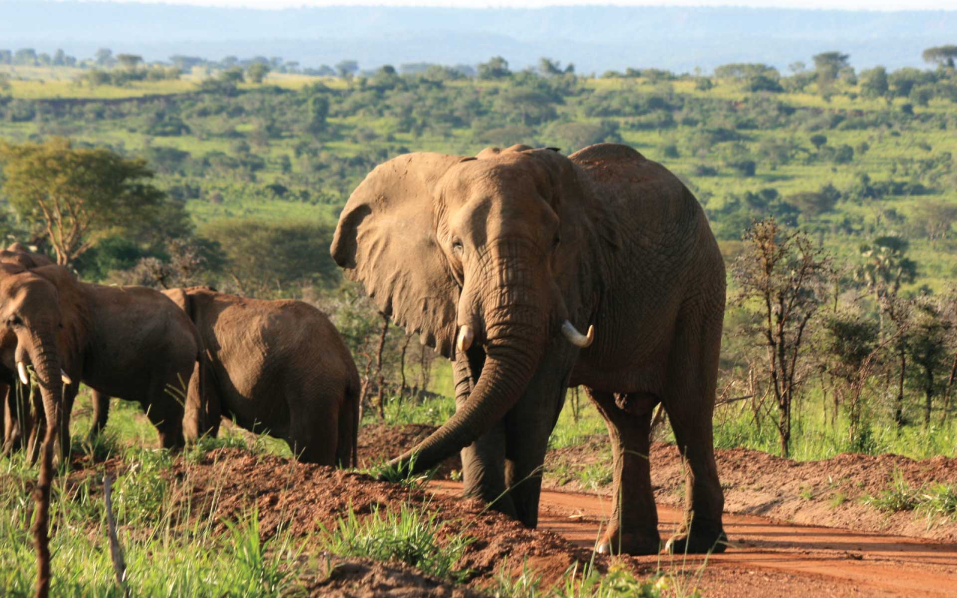 murchison-falls-elephants.jpg