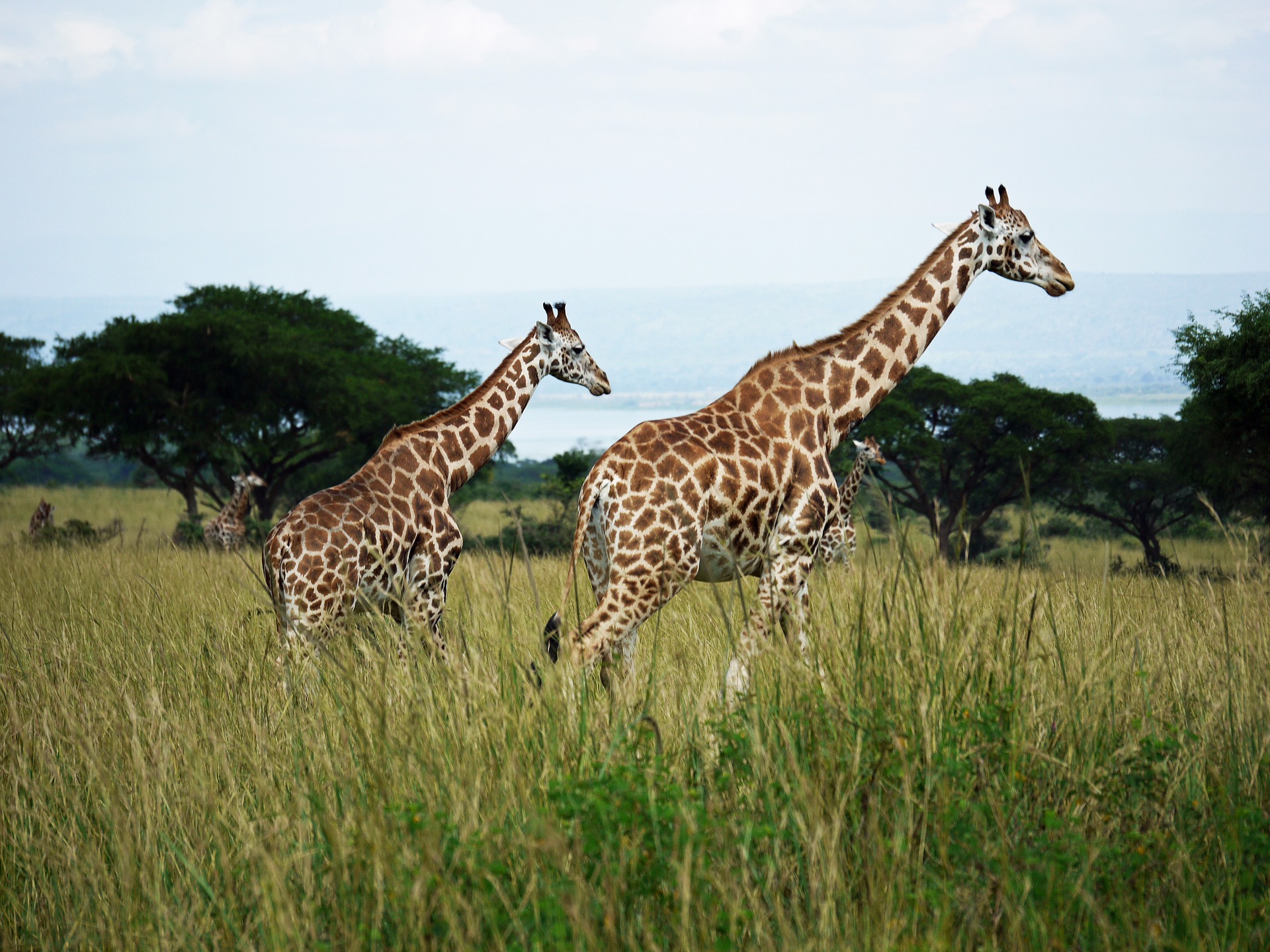 Rothschilds-giraffes-at-Murchison-Falls-National-Park-in-Uganda.jpg