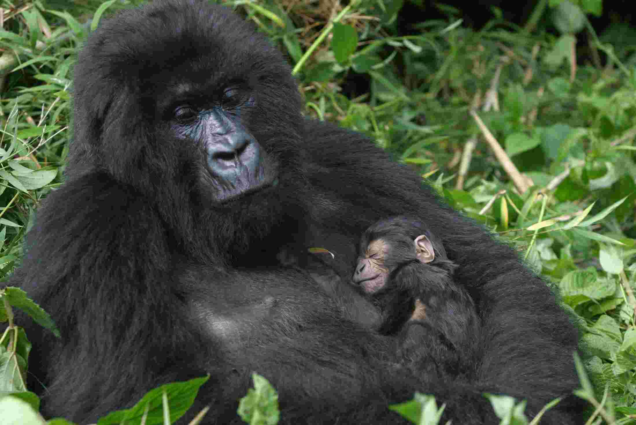 rwanda-gorilla.jpg
