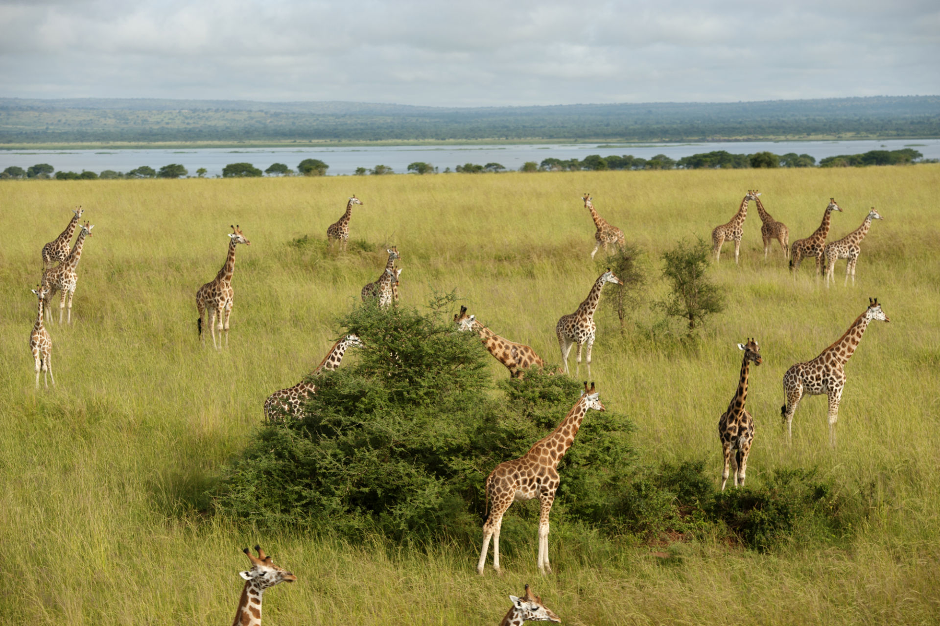 Rothchild's giraffe at Murchison Falls National Park, Uganda.
Pilot was Mike Epstein, epstar@gmail.com, of the Kampala Aeroclub.