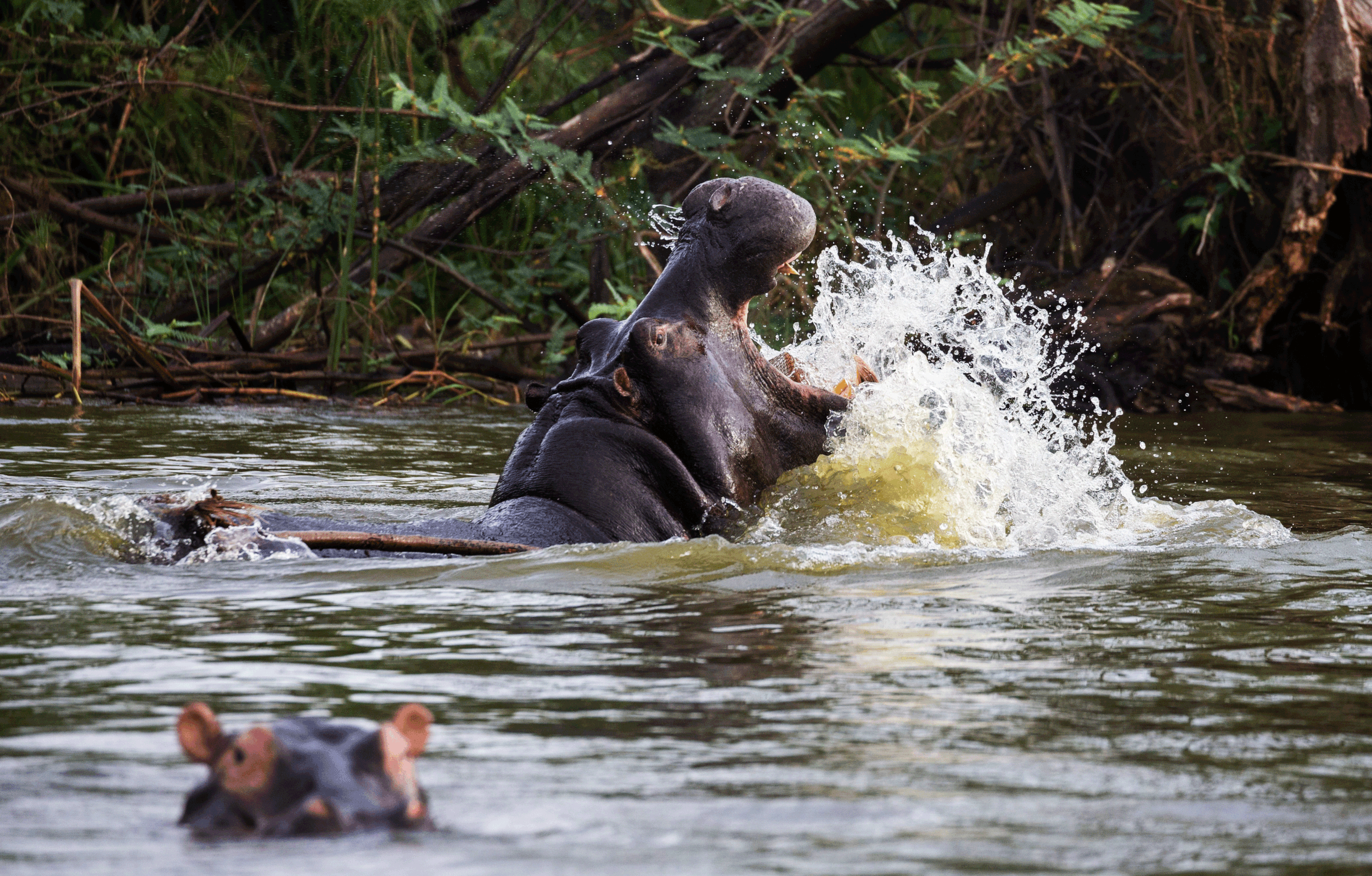 Murchison-falls-National-Park.gif