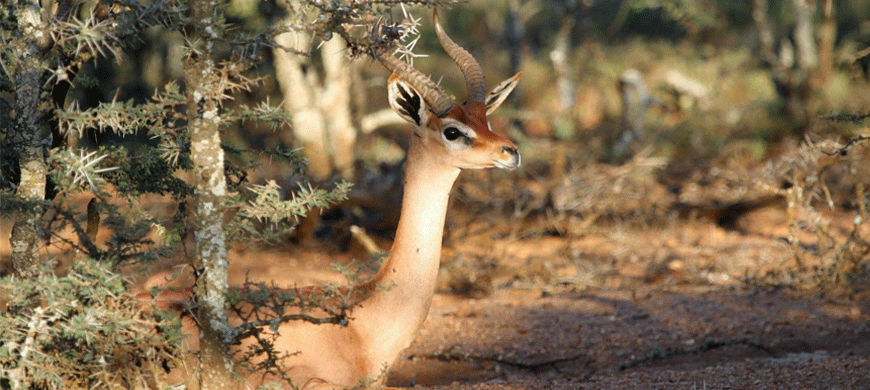 870e_el-karama-lodge_buck.gif