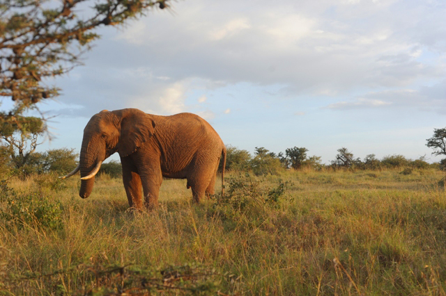 el-karama-laikipia-kenya-photographed-by-susan-wong-2013-11.jpg