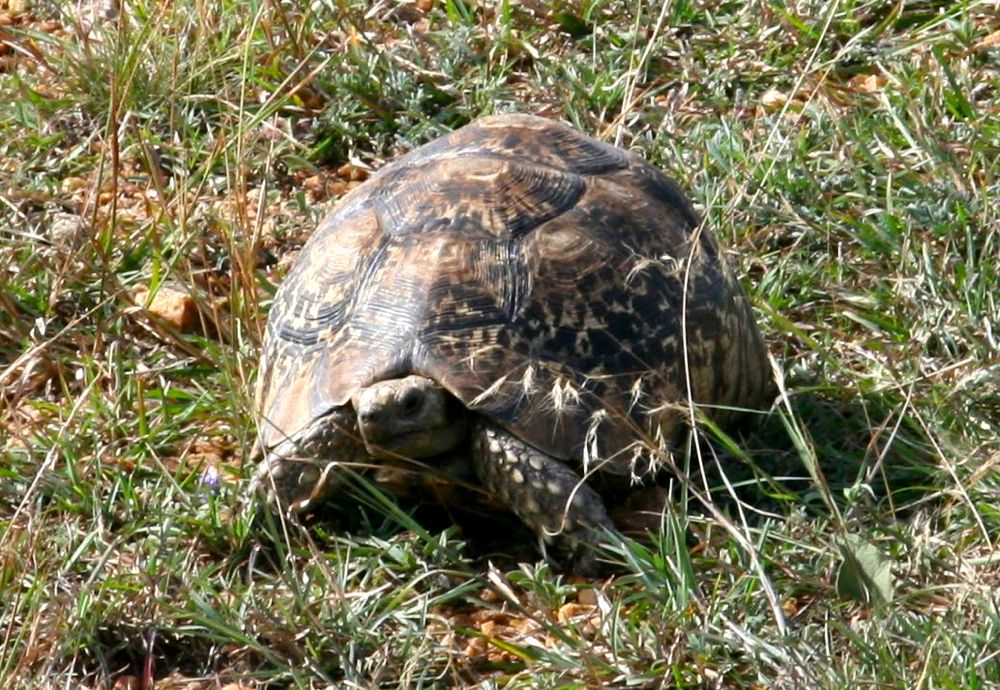 Kenya-El-Karama-21-tortoise.jpg