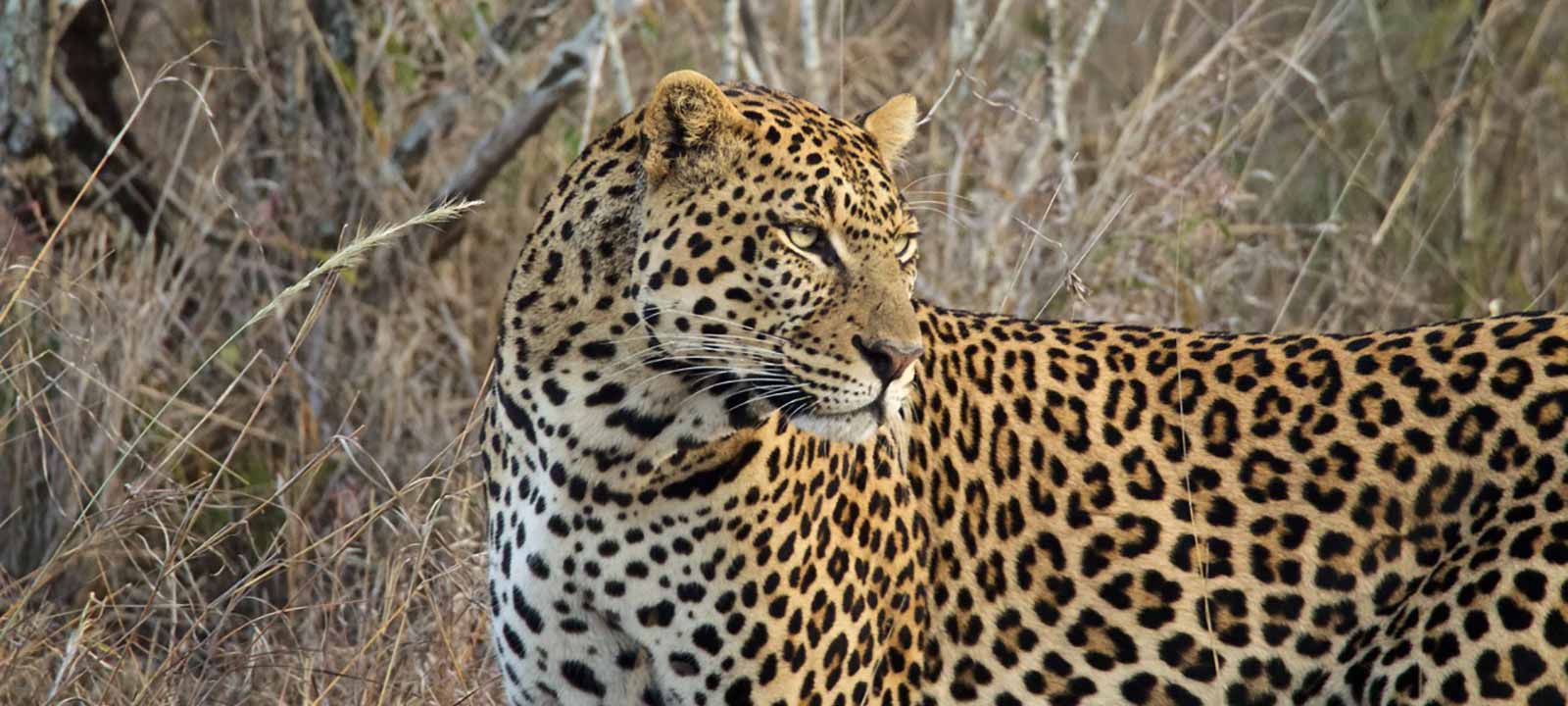 leopard-closeup.jpg