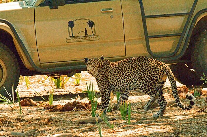 Mdonya-Old-River-Camp-Game-drive-leopard-700.jpg