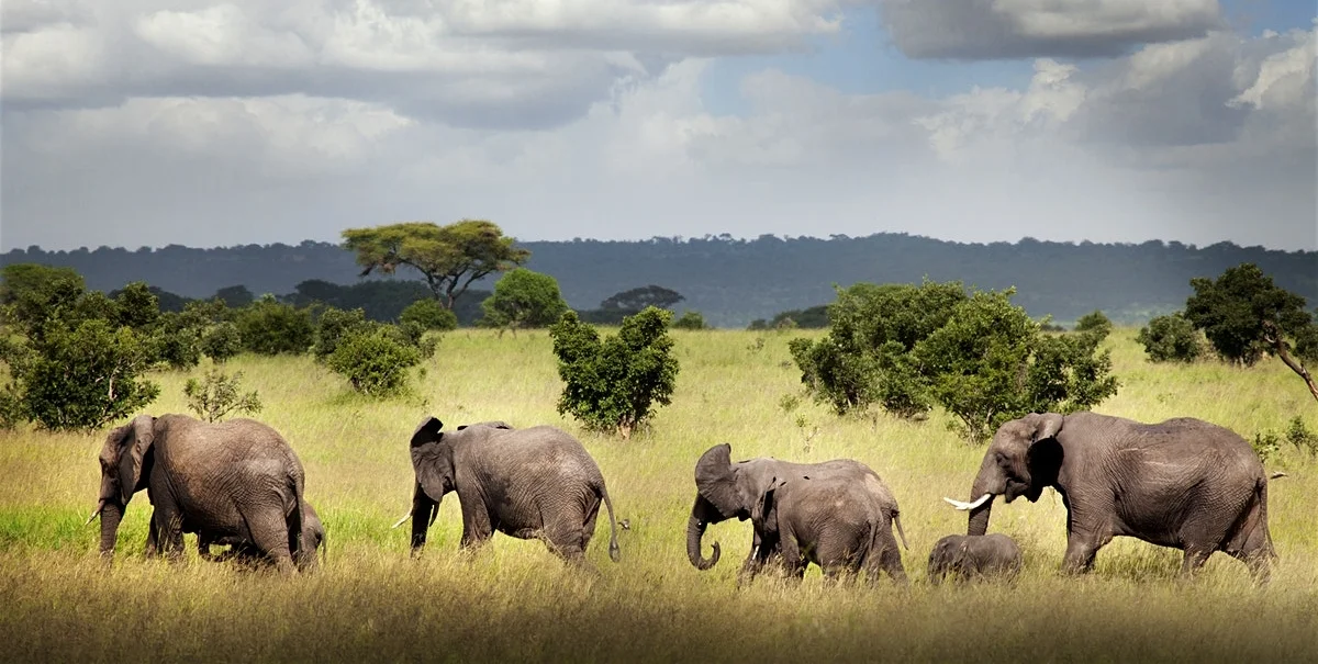 4dd718f775e18d99212a86467275644c-ruaha-national-park.jpg