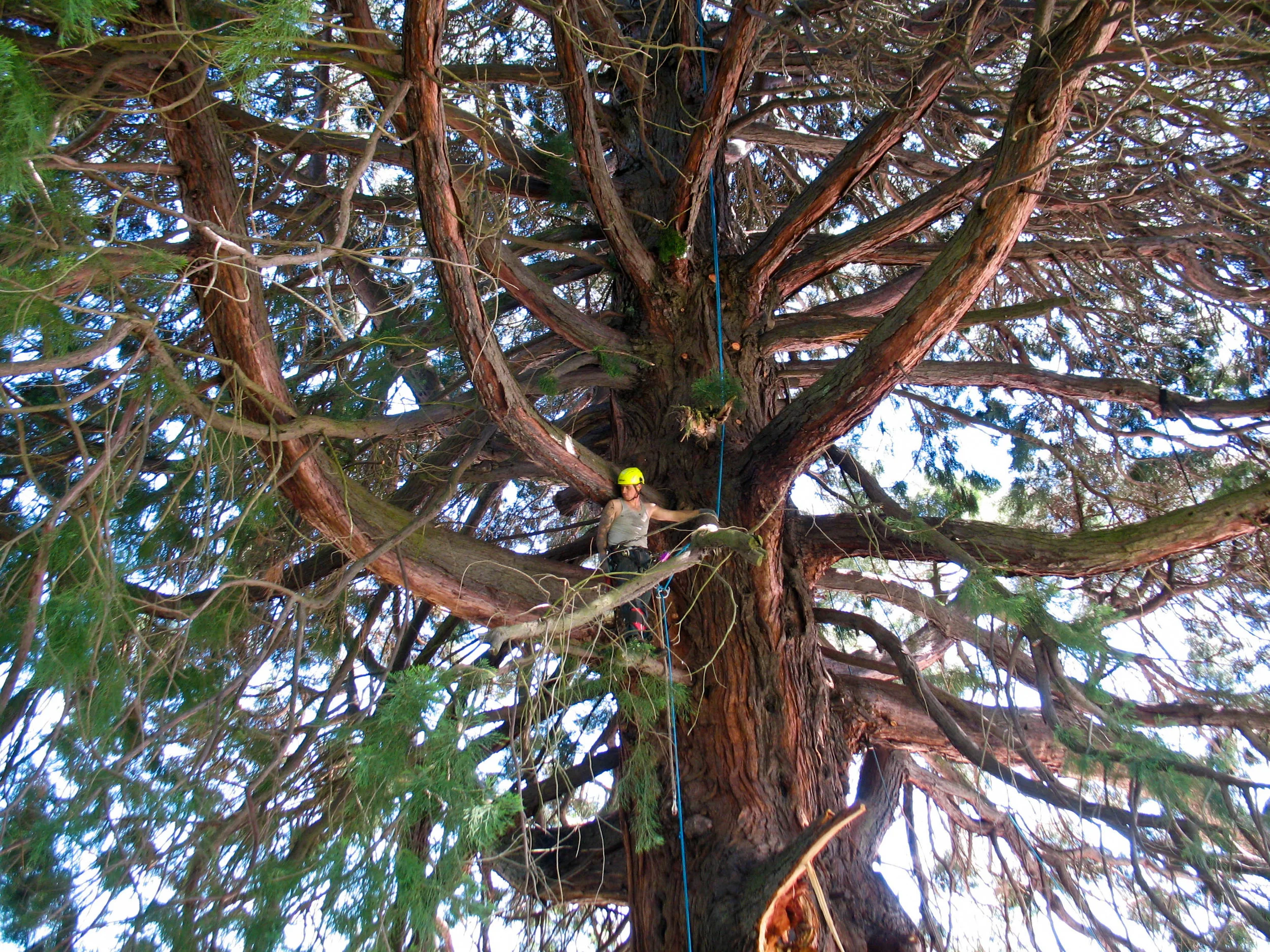 Giant Sequoia 005.jpg