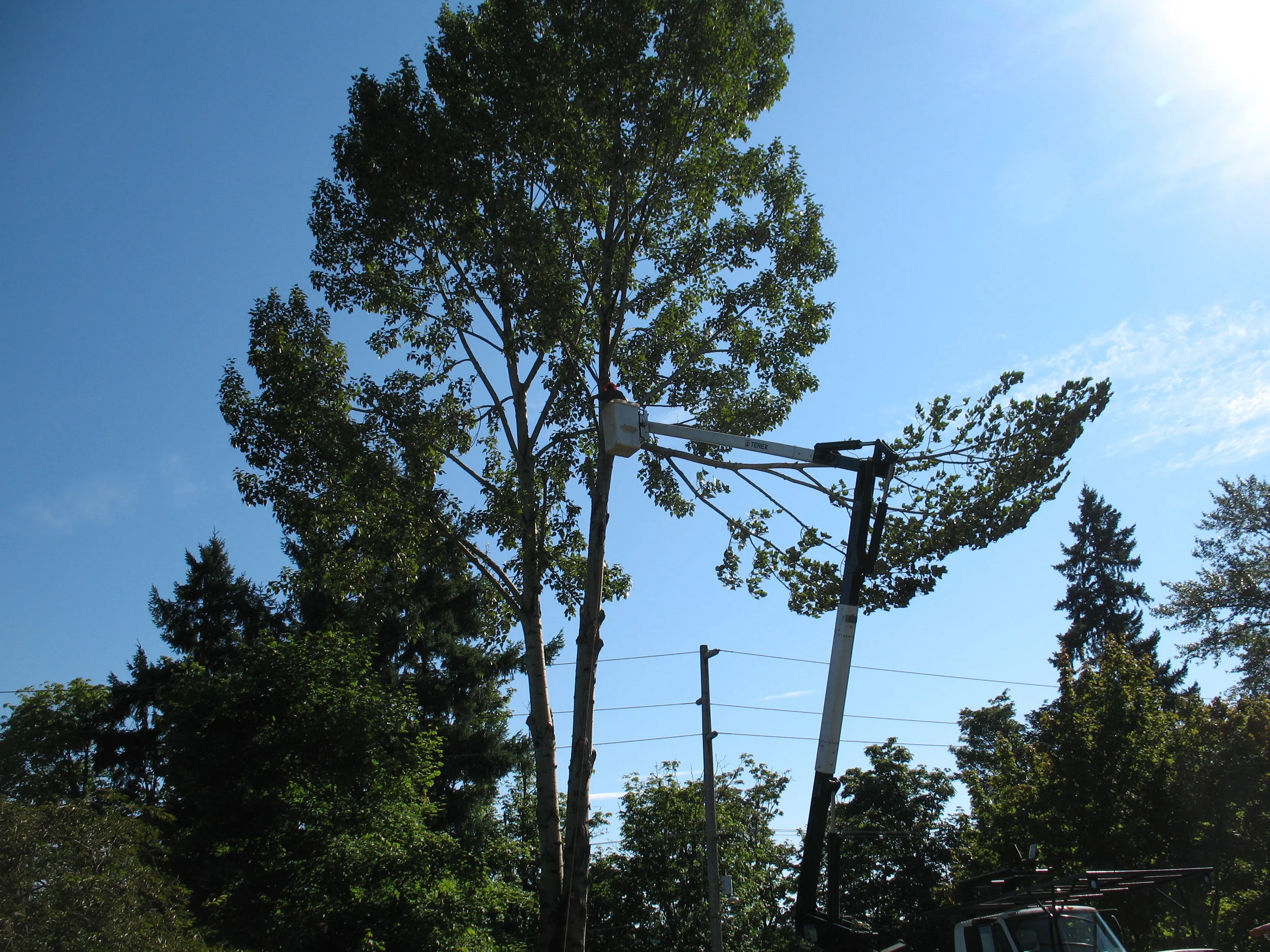 Best Tree 2011 019.jpg