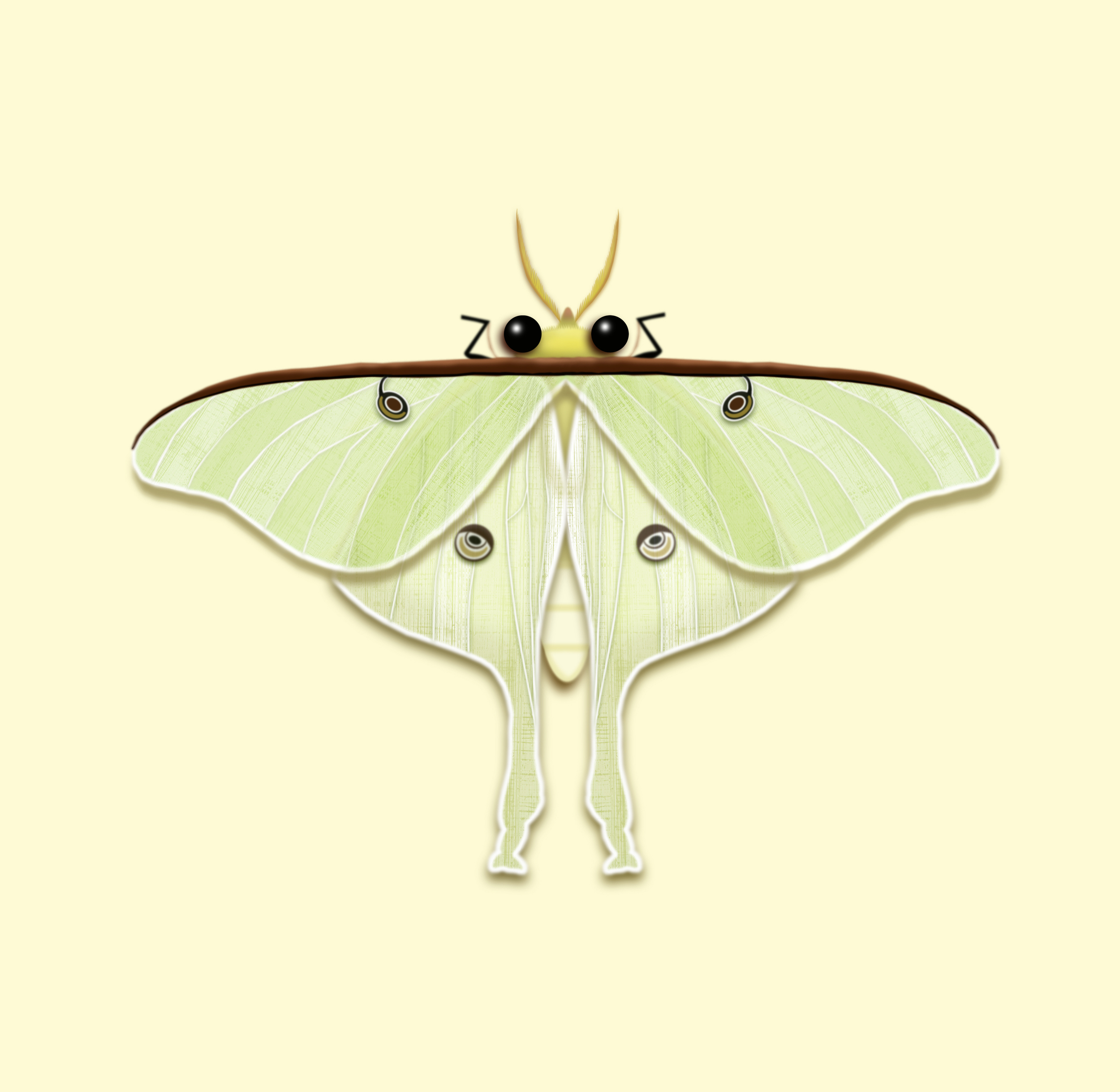 MOTH BUGGIN' LAYERS NEW.jpg