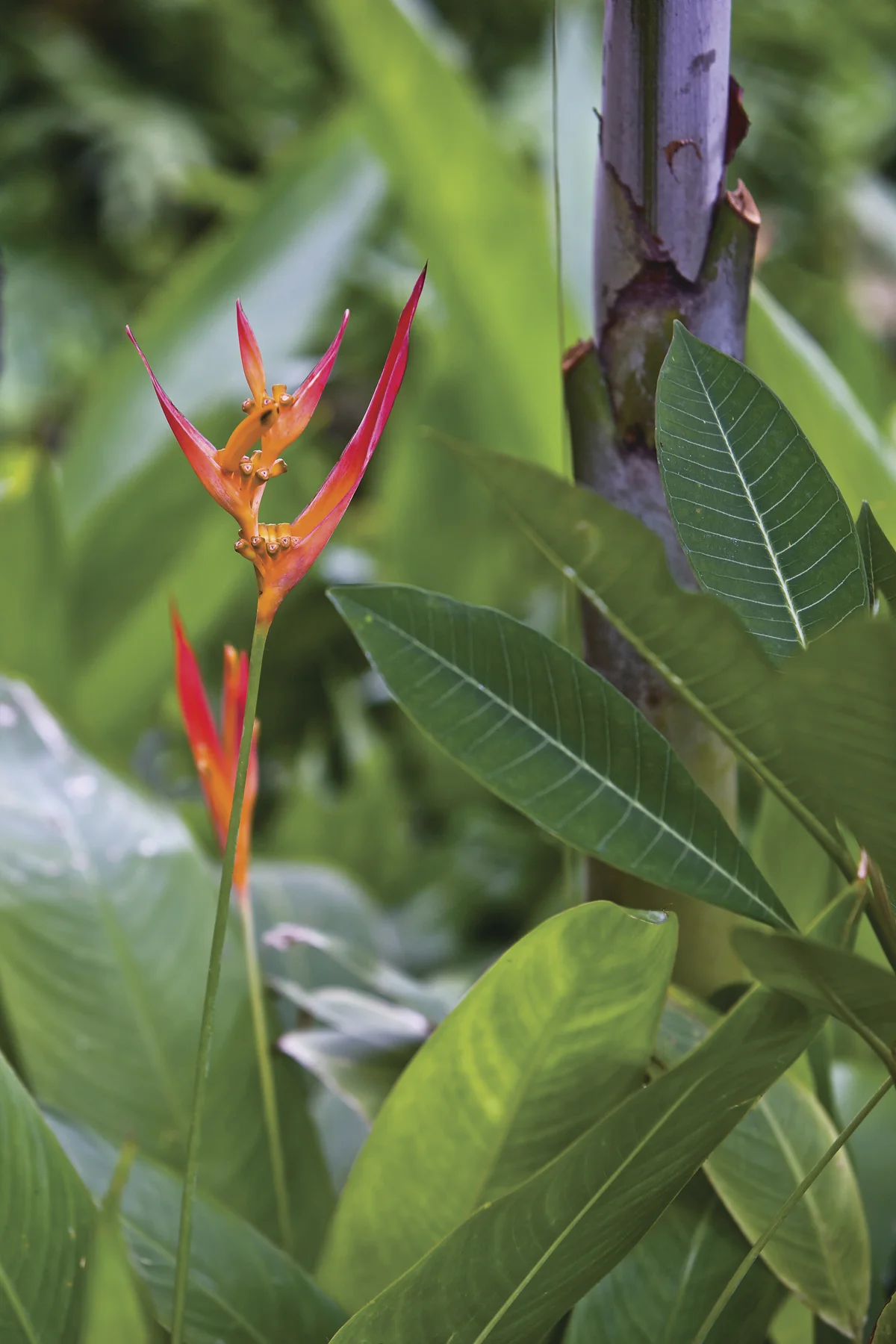 Hawaiin flower and Eucalyptus.jpg