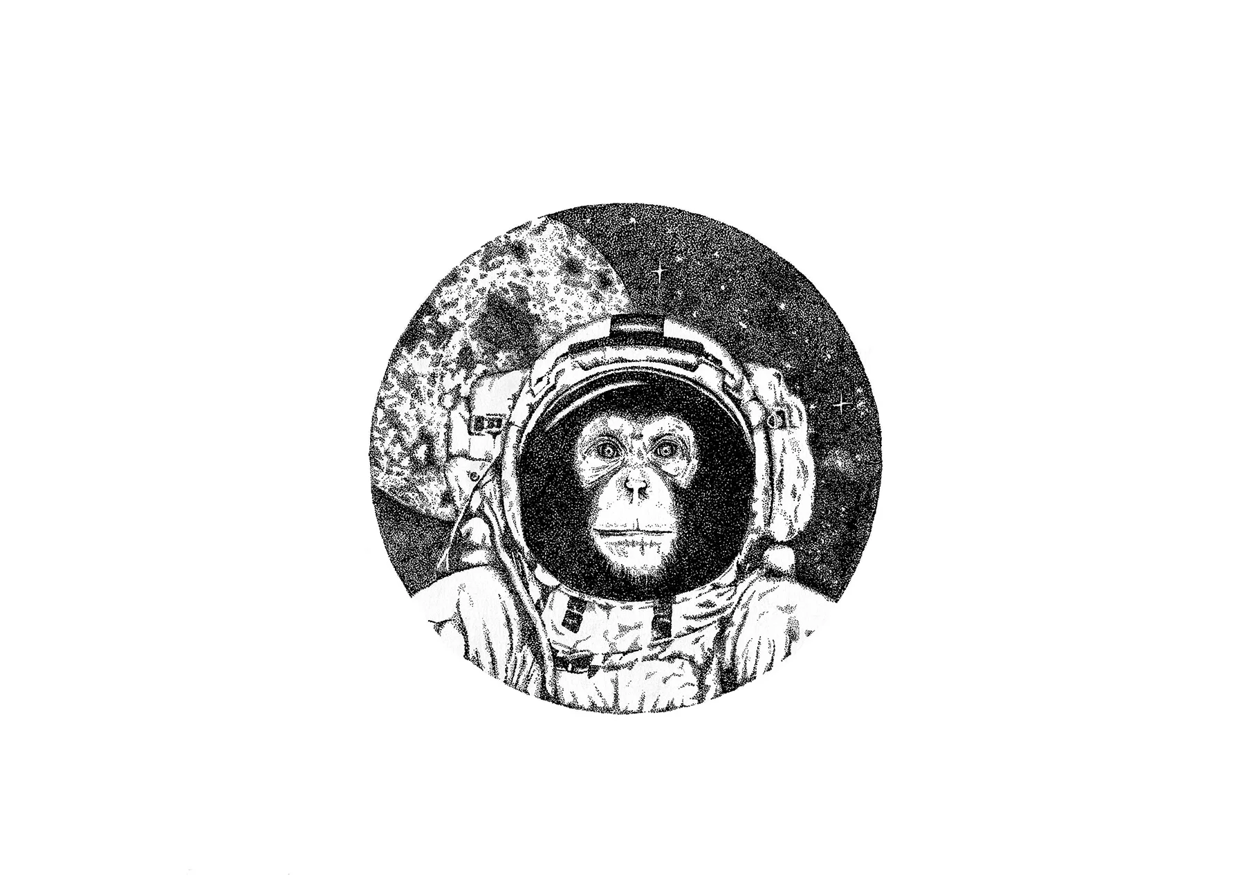 monkey_web.jpg