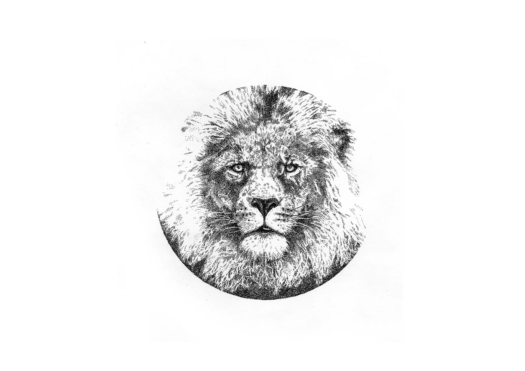 lion_web.jpg