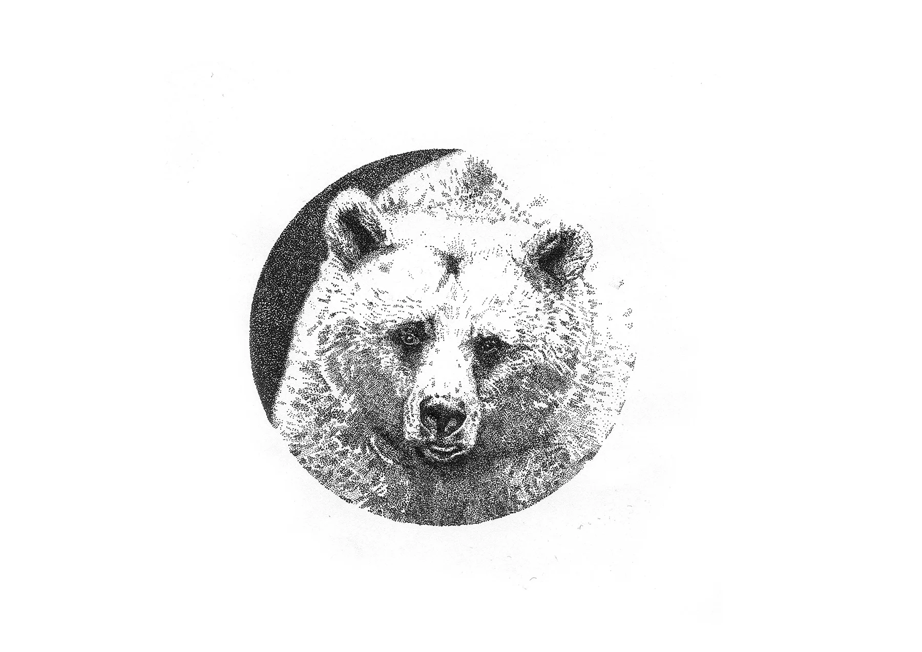 bear_web.jpg