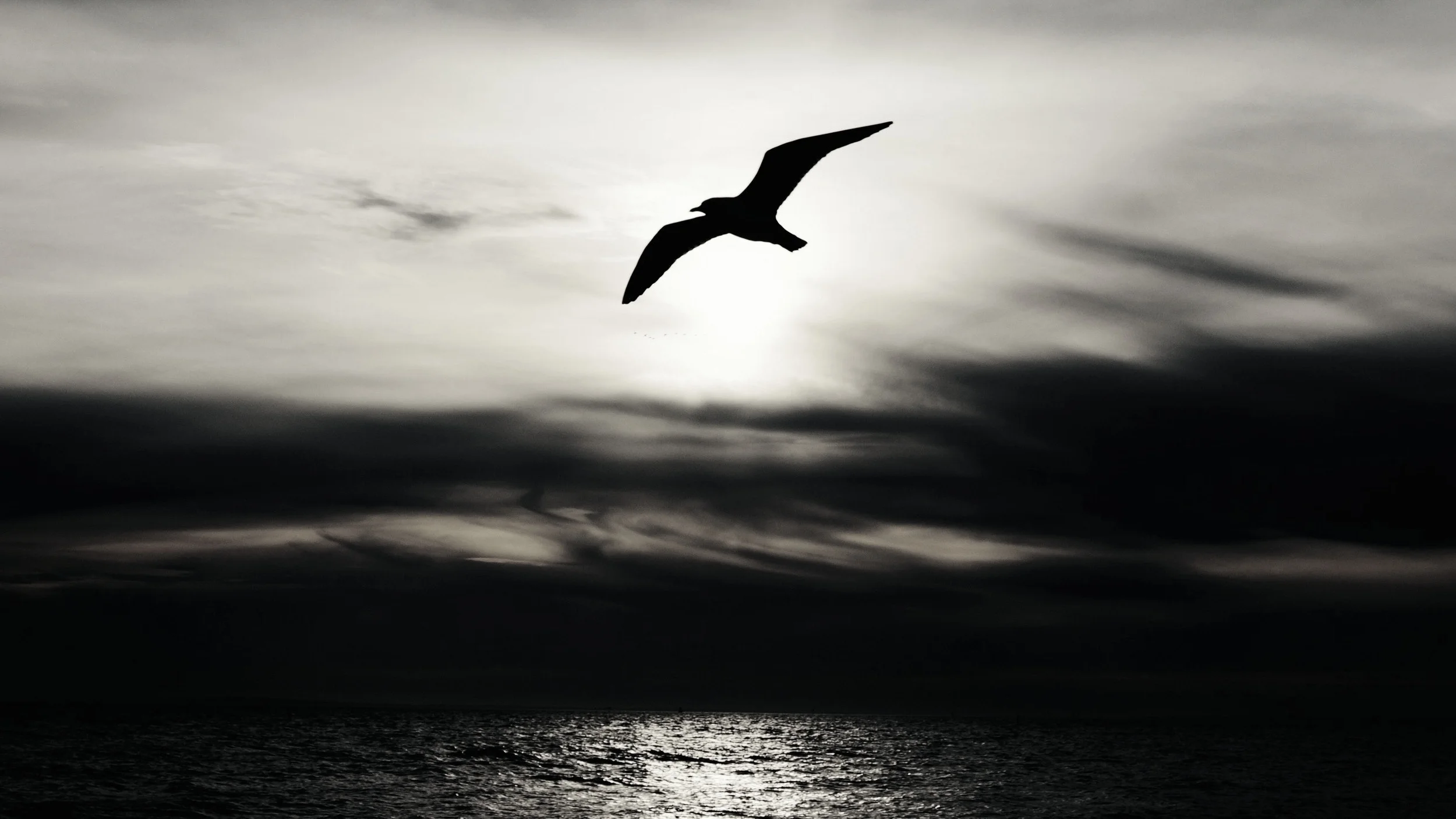 Birds__alex-wigan-16999-unsplash.jpg
