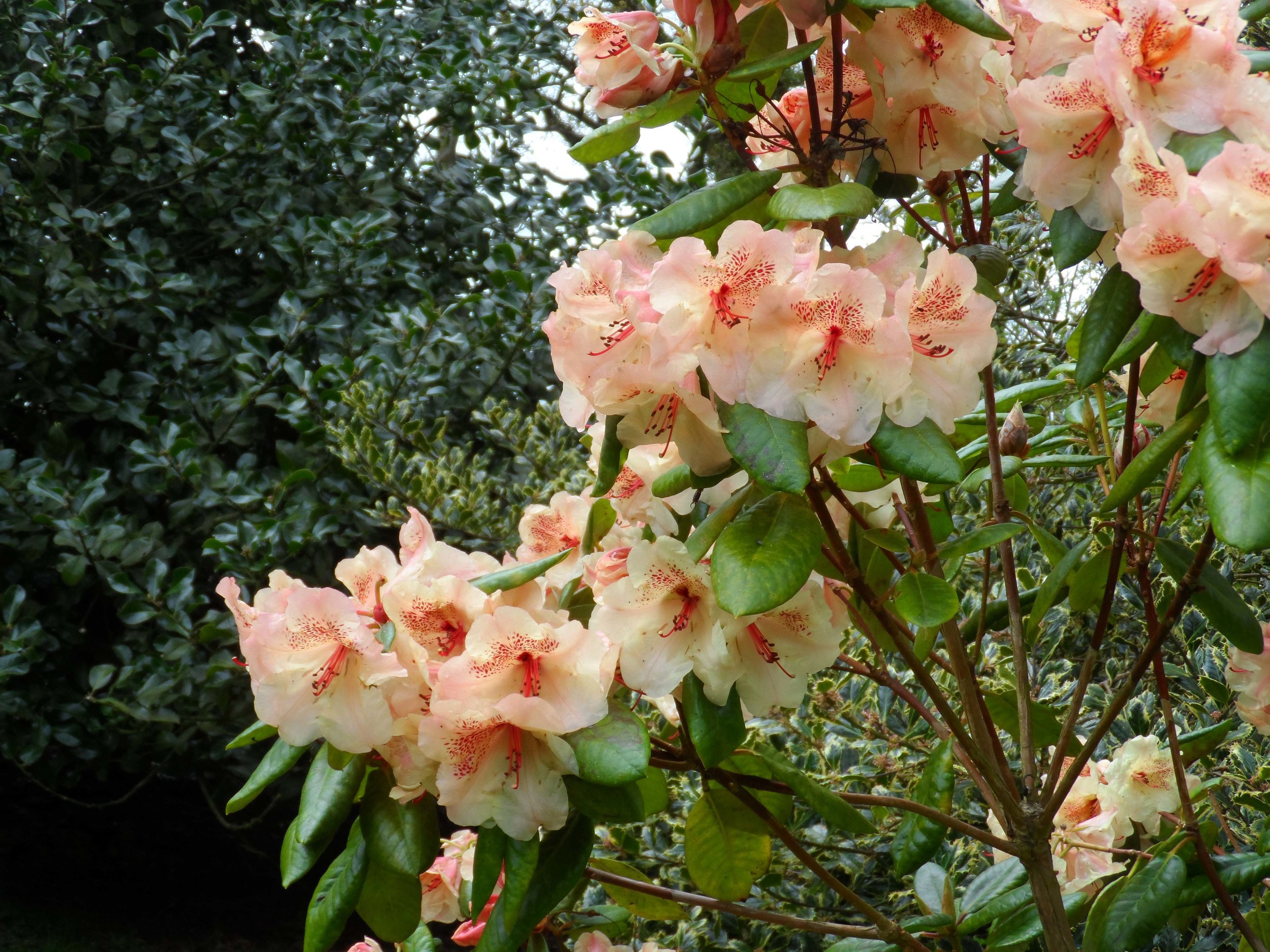 Garden 1.jpg