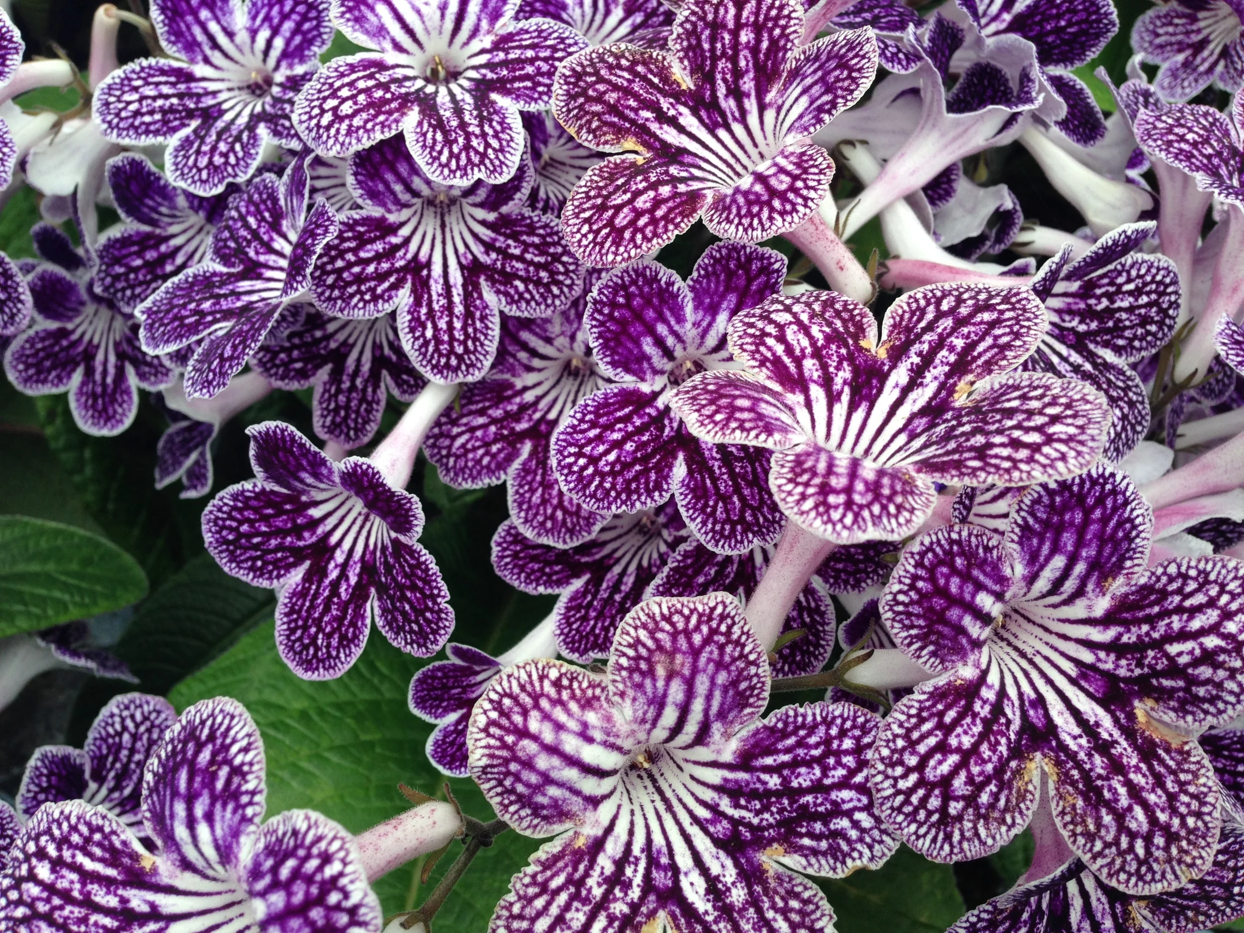 Visit: Dibleys Nurseries