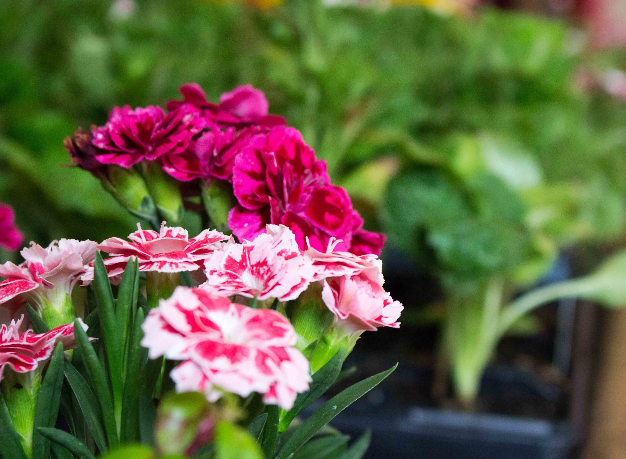 BRHS Spring Show 2015