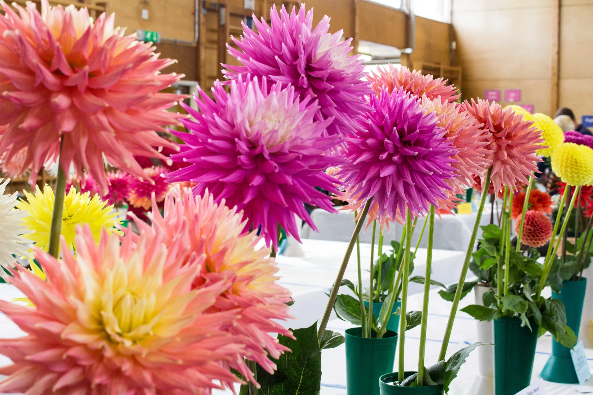 BRHS Annual Show 2015