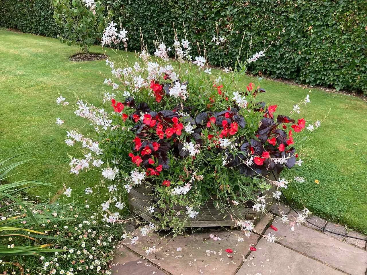 BRHS Virtual Show 2020 Results