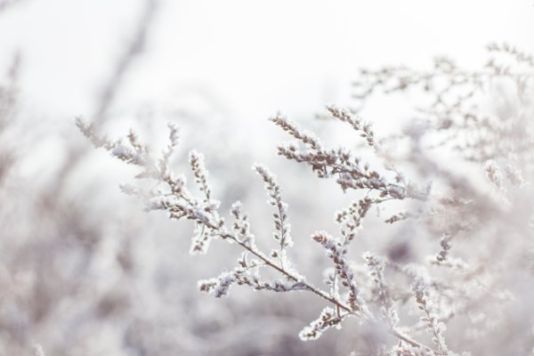 Plants for Winter Interest [Cancelled]