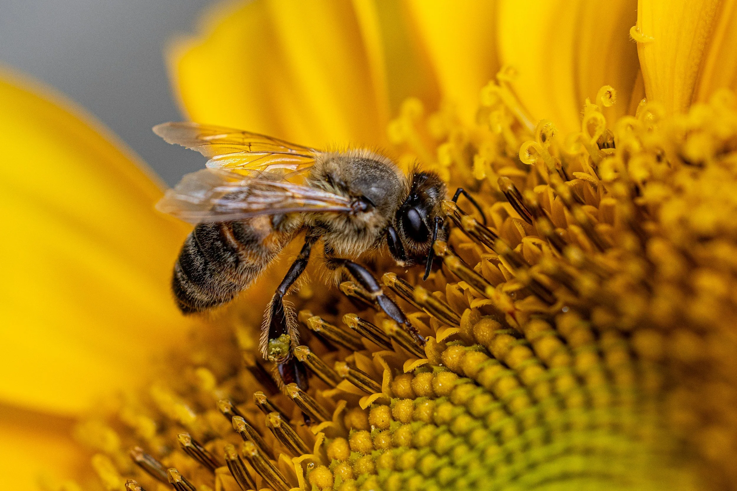Bees and Gardening - My Two Joys by Dawn Gough