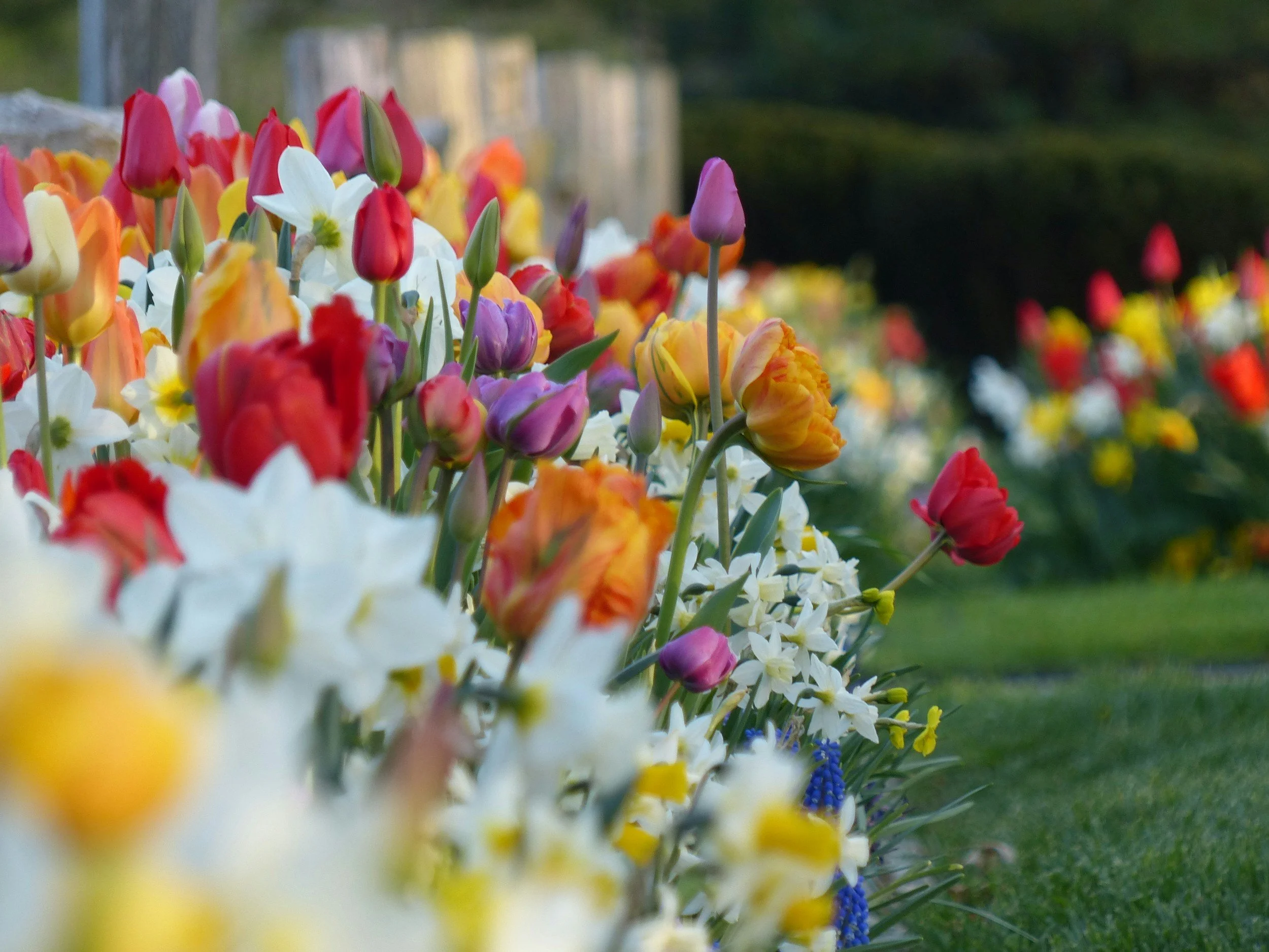 Talk: Confessions of a Plantaholic, Plants I Couldn’t Do Without