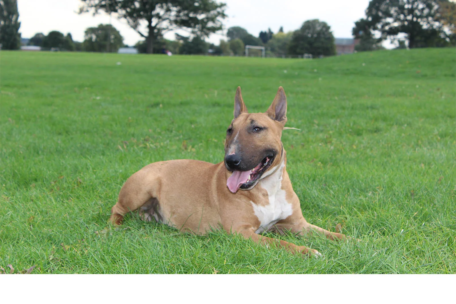 kilacabar bull terriers
