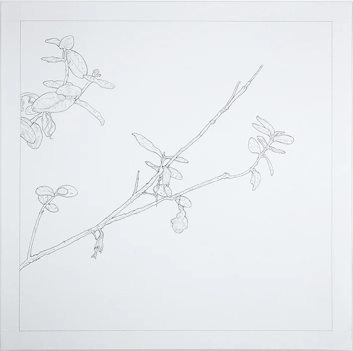 Growth , 2015 Graphite on Paper 9 x 9 in.